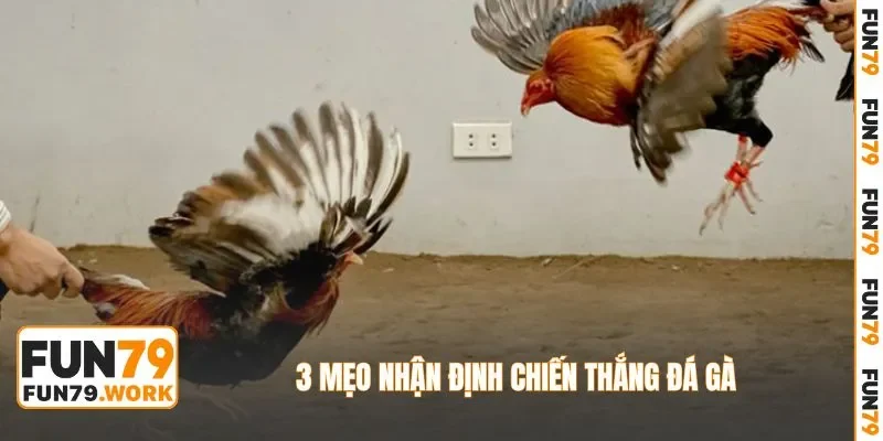 3 mẹo nhận định chiến thắng đá gà