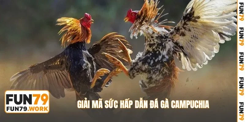 Giải mã sức hấp dẫn đá gà Campuchia